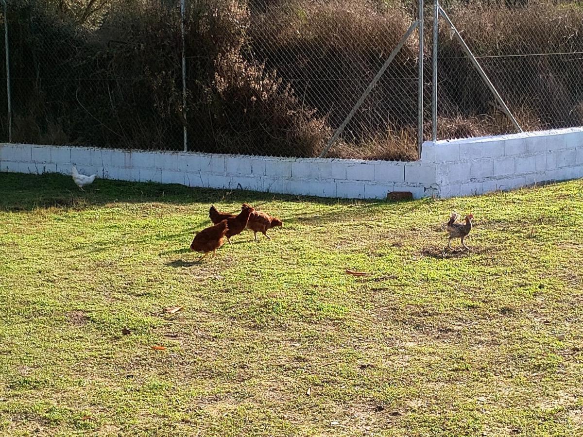 Casa De Campo Los Manueles Ideal Perros Pet Friendly Gojar Exterior photo