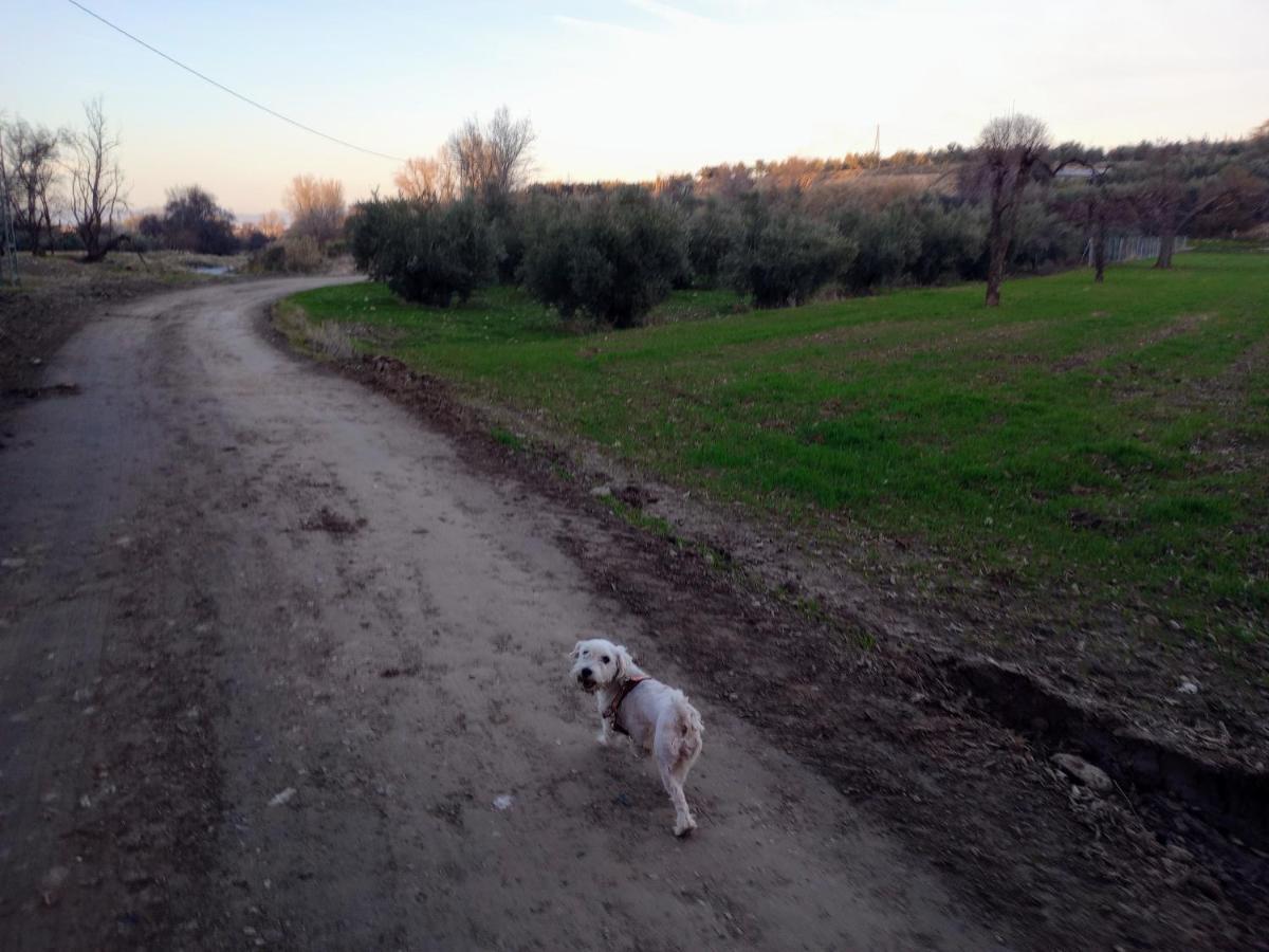Casa De Campo Los Manueles Ideal Perros Pet Friendly Gojar Exterior photo